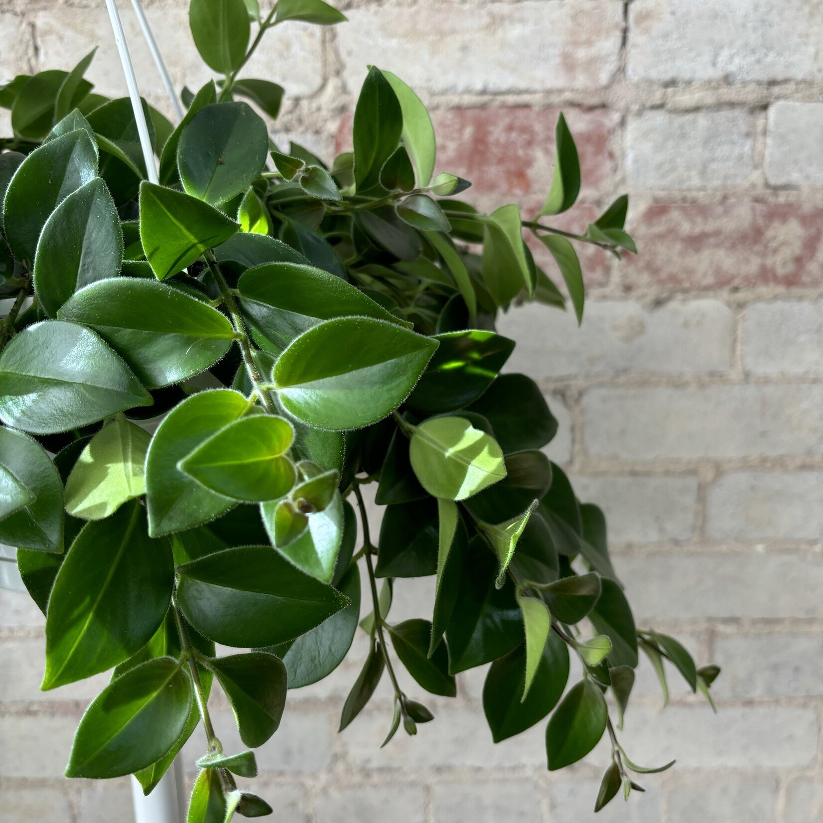 Lipstick Mona Lisa 8" HB