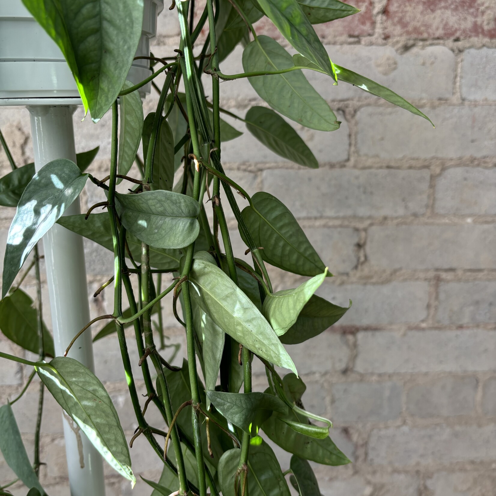 Cebu Blue Pothos 8" HB