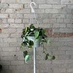 Scindapsus Silvery Ann 8" HB