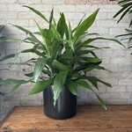 Dracaena Janet Craig Bush 10"