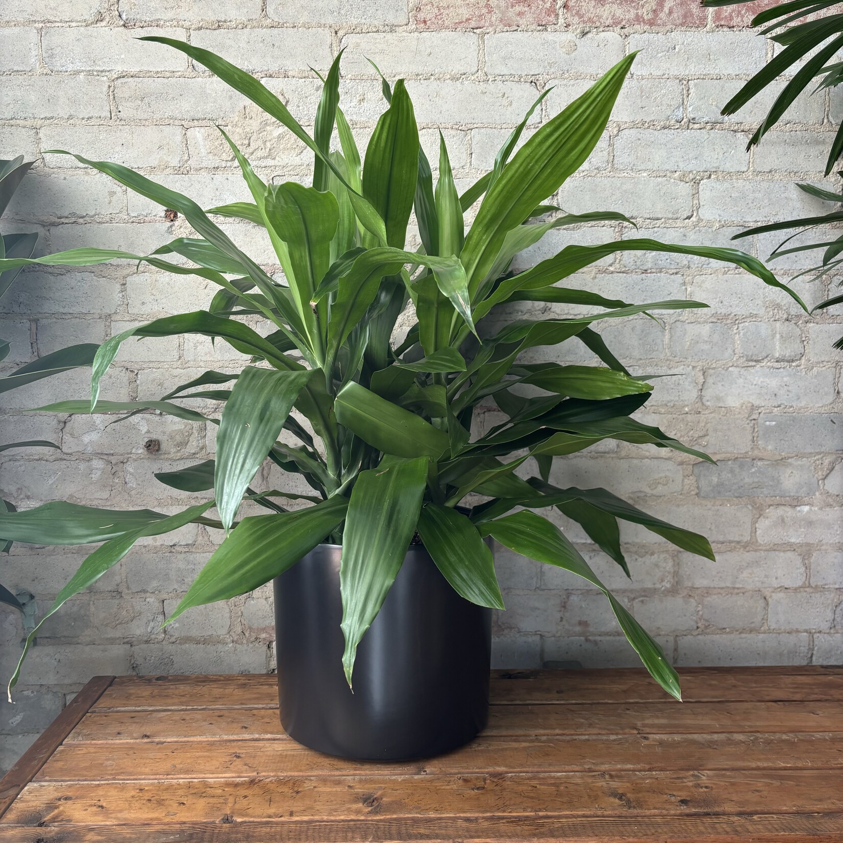 Dracaena Janet Craig Bush 10"