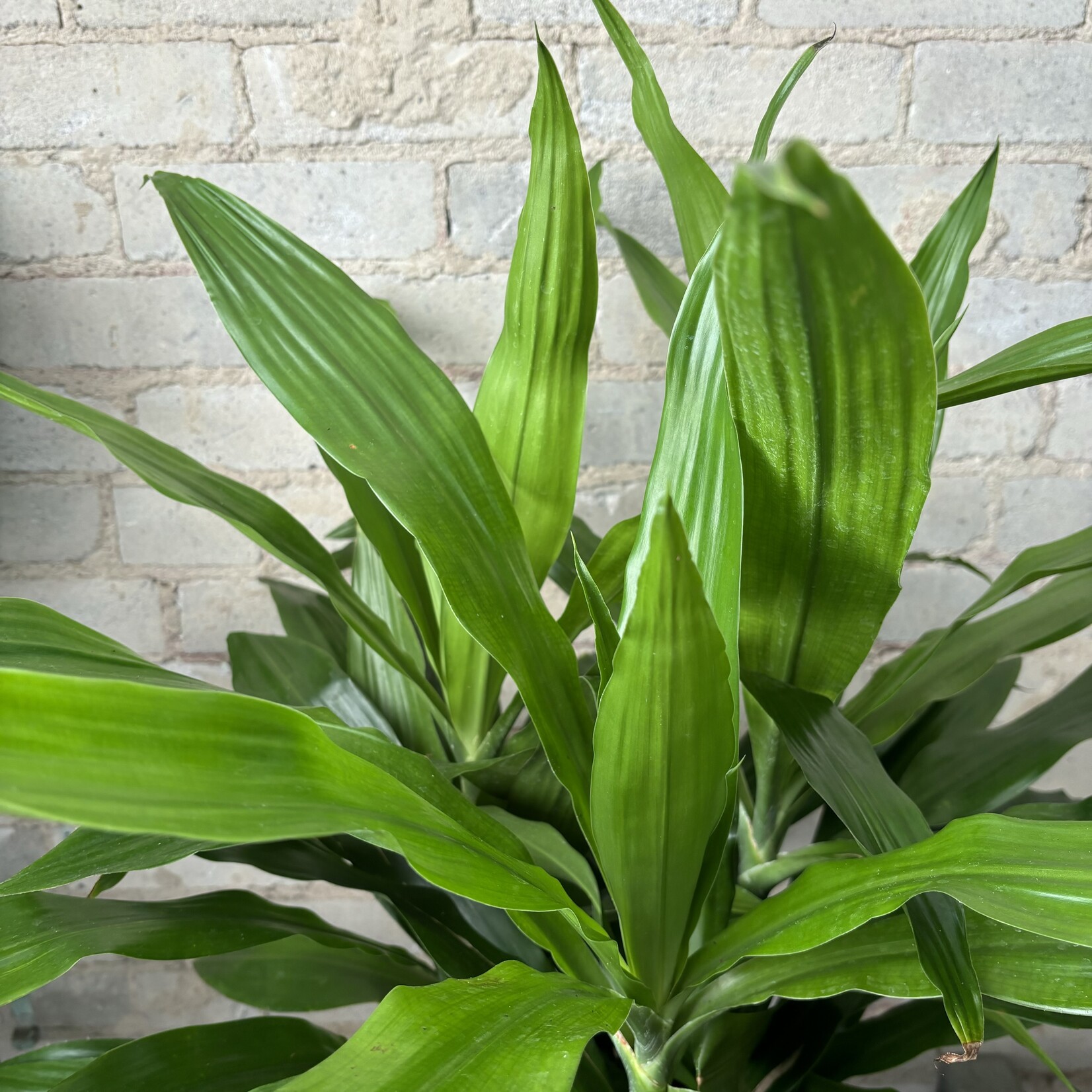 Dracaena Janet Craig Bush 10"