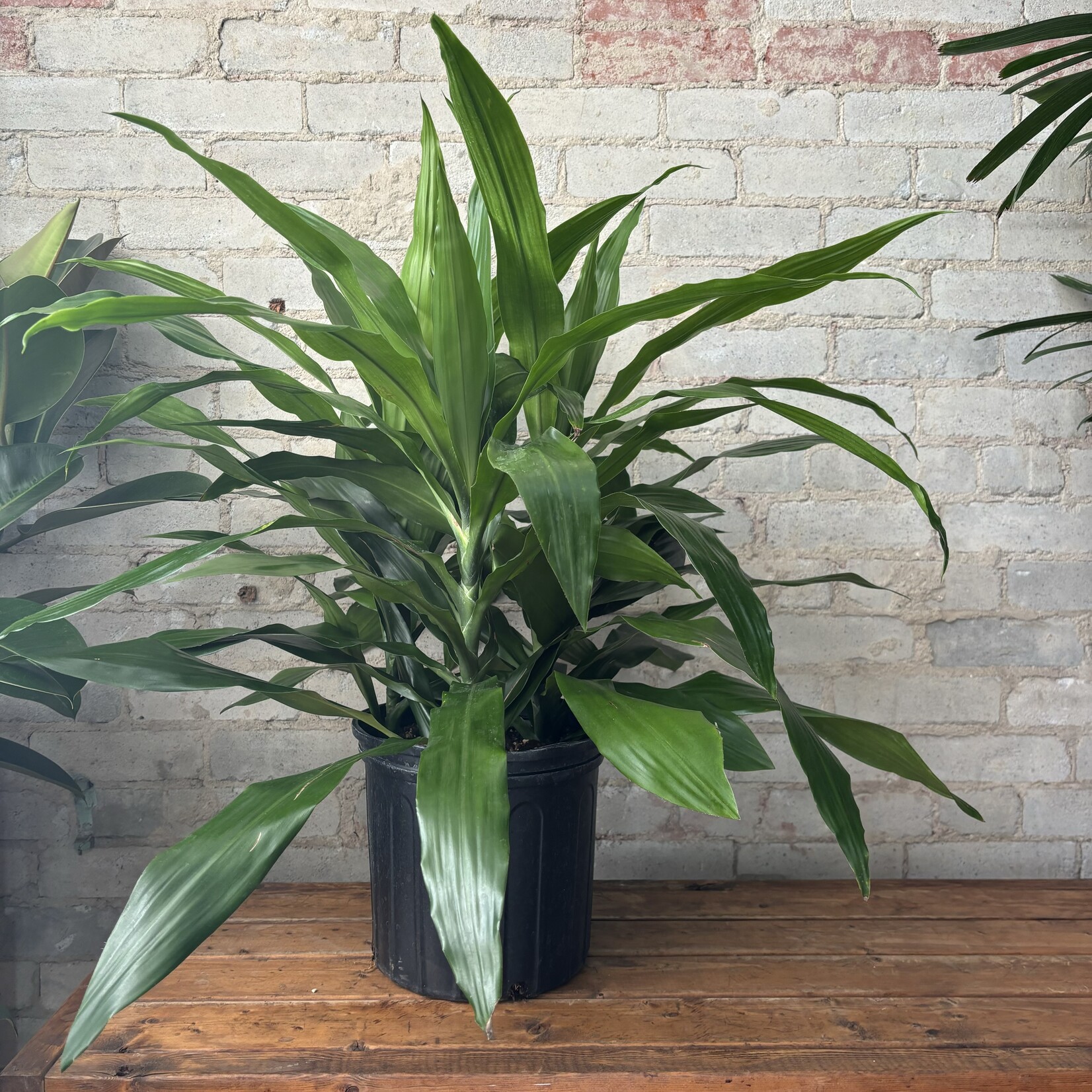 Dracaena Janet Craig Bush 10"