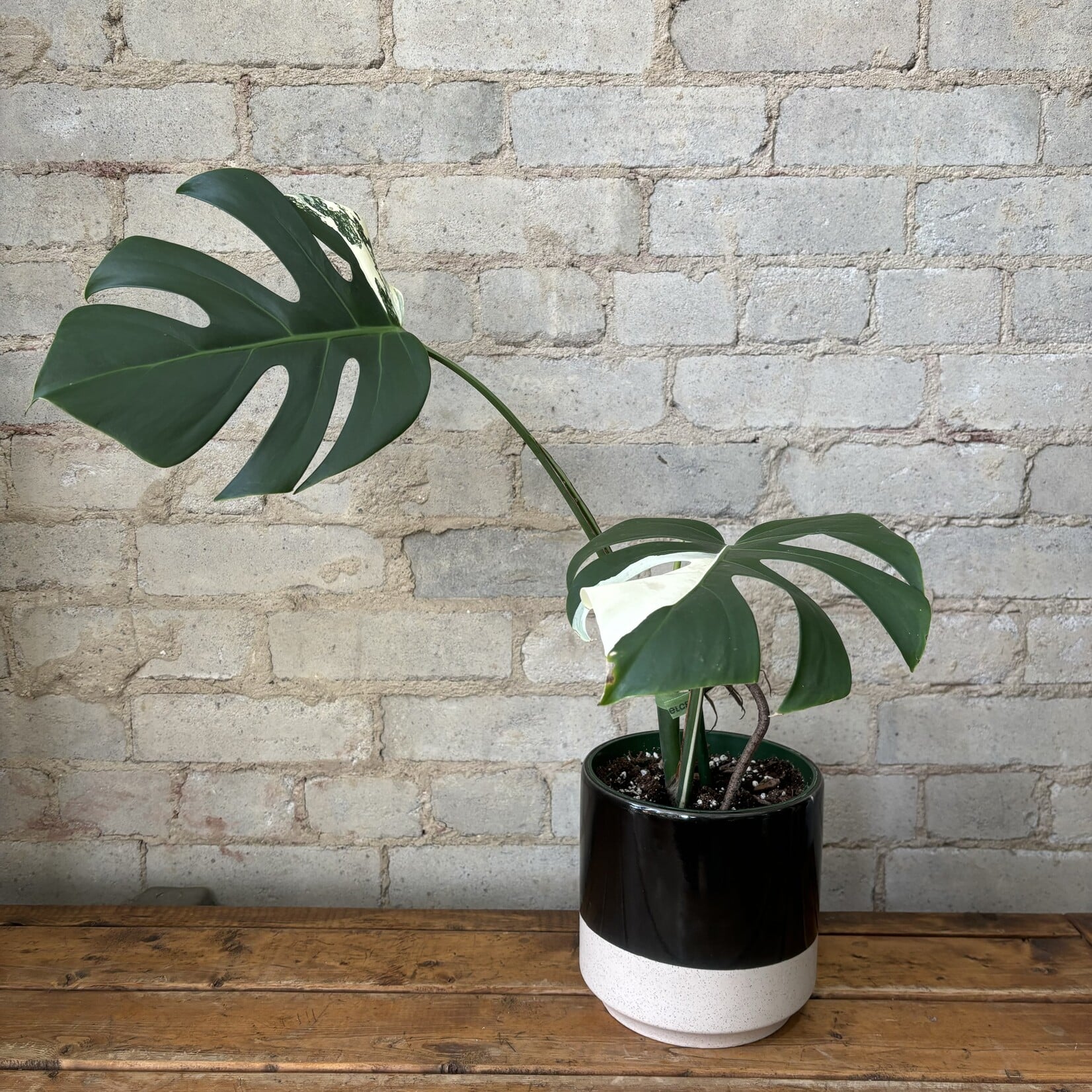 Monstera Deliciosa Albo 6"