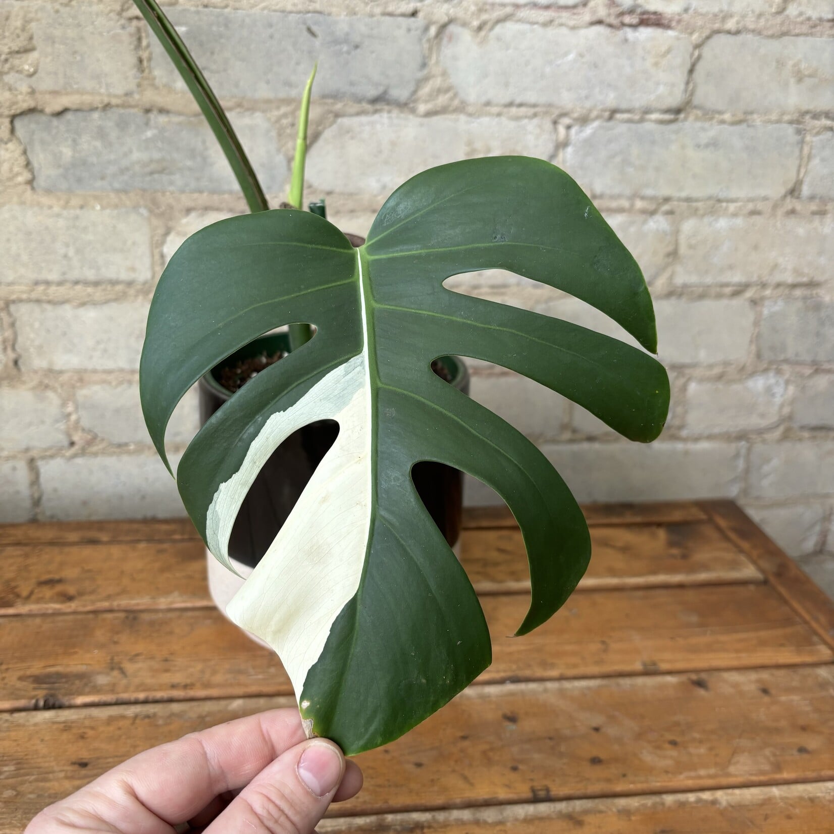 Monstera Deliciosa Albo 6"