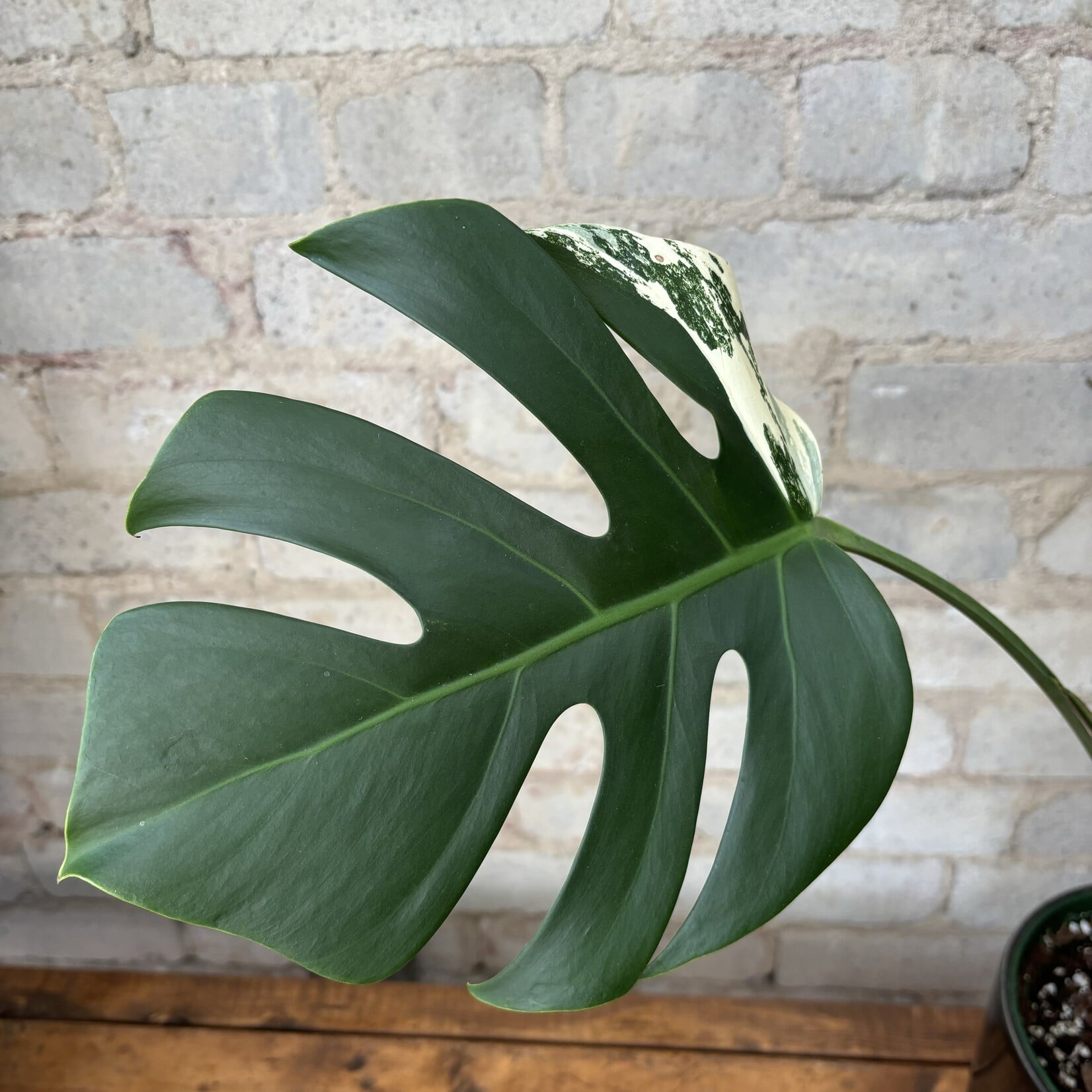 Monstera Deliciosa Albo 6"