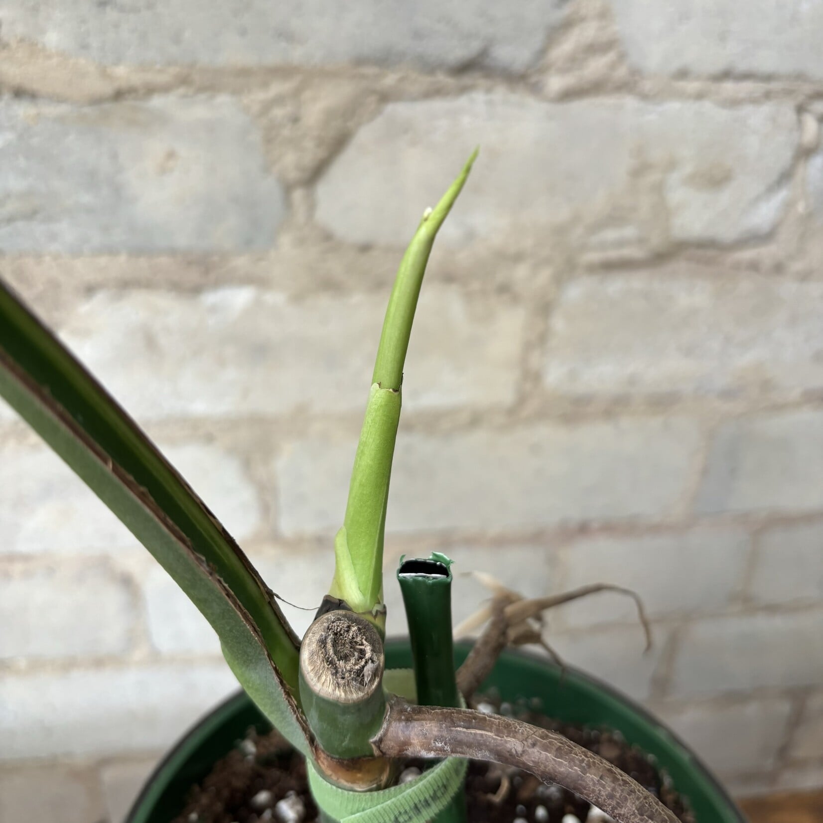 Monstera Deliciosa Albo 6"