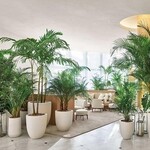 Plant Talk: Caring For Your Indoor Palm