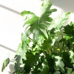 Advanced Plant Care: Changing Your Plant Care With The Season