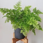 Advanced Plant Care: Demystifying Humidity-Loving Plants