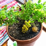 Pesky Pests And How To Deal: Mushrooms And Fungus In The Soil