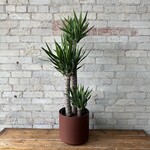 Dracaena Yucca SHORT 10"