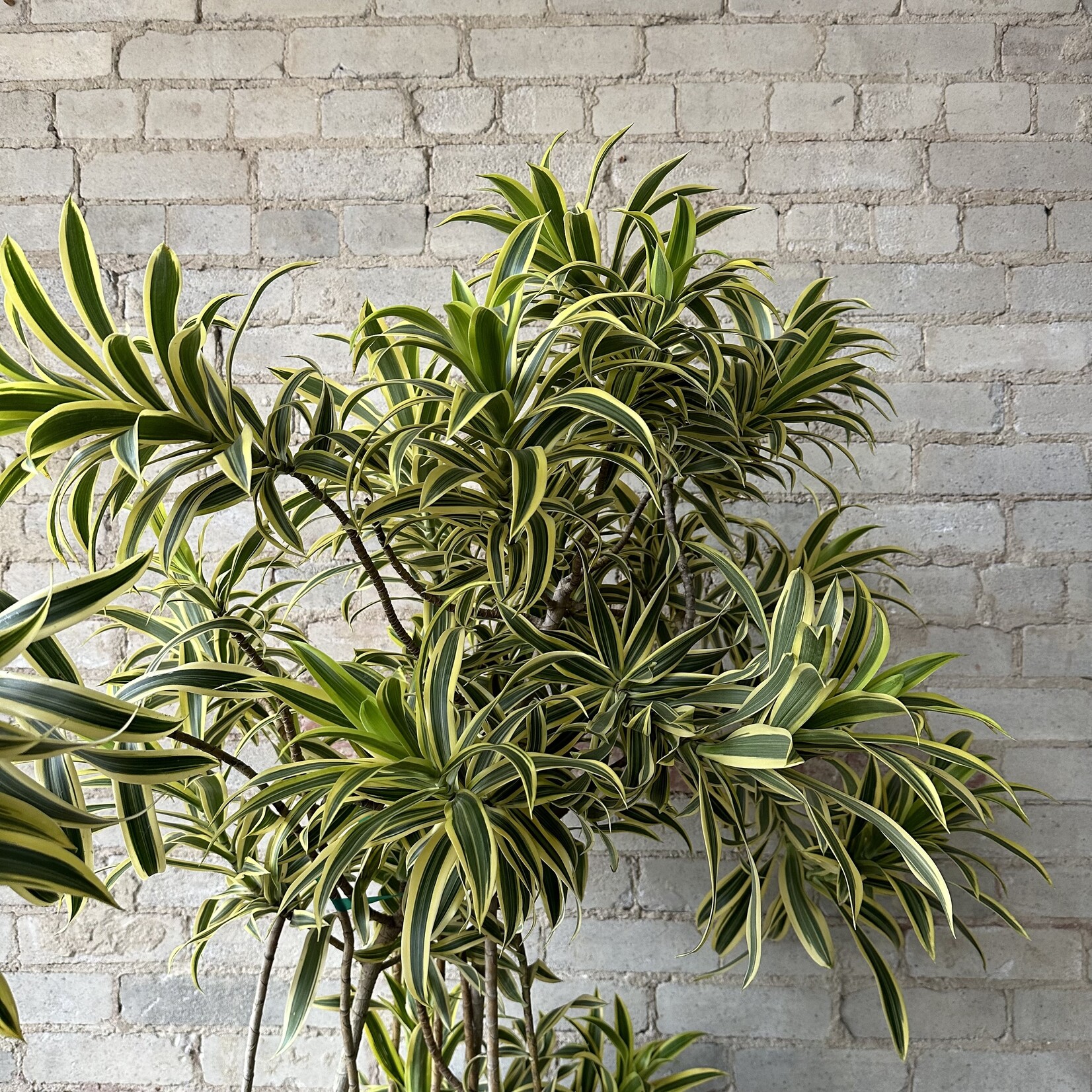 Dracaena Song of India 14"