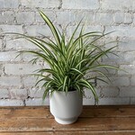 Spider Plant 5"