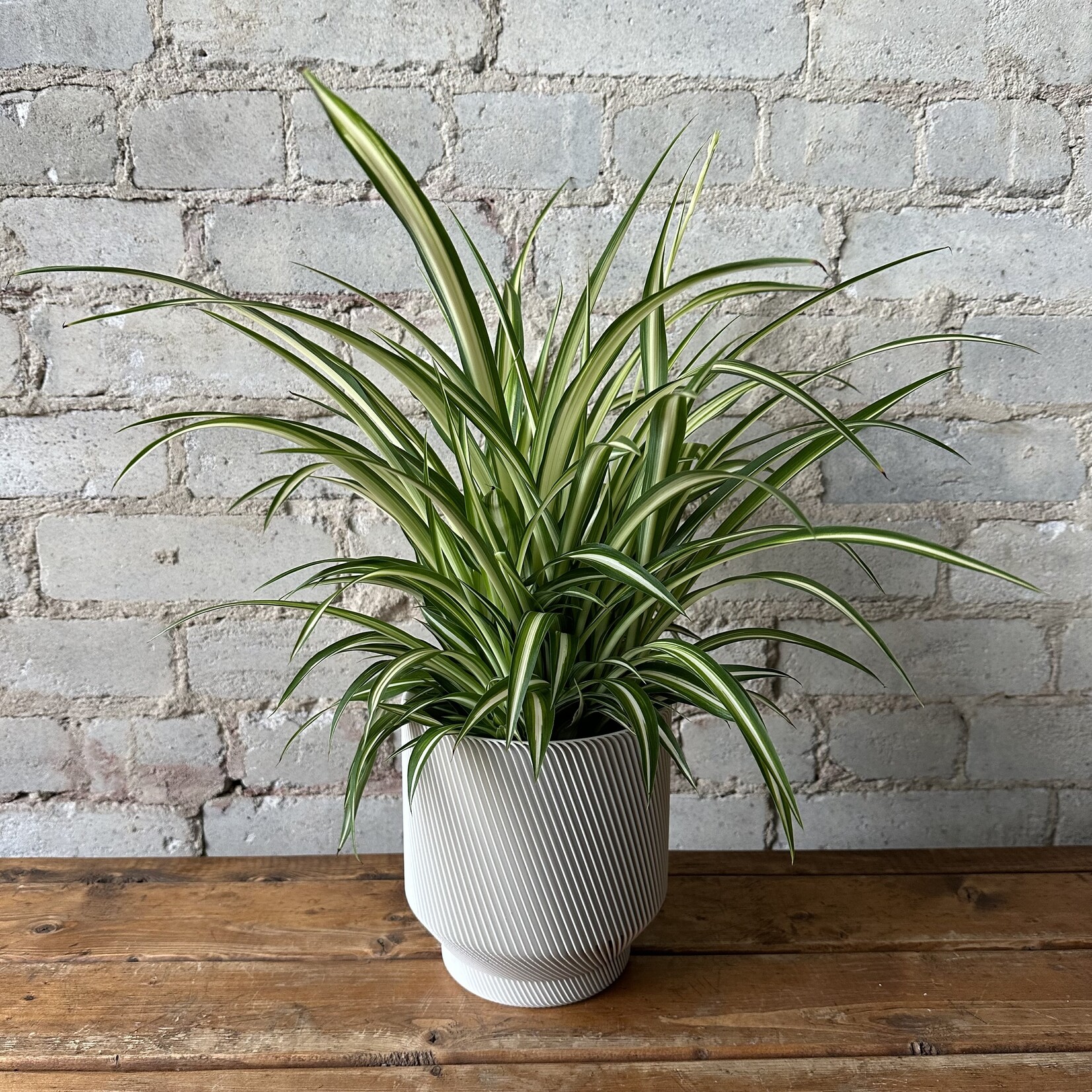 Spider Plant 5"