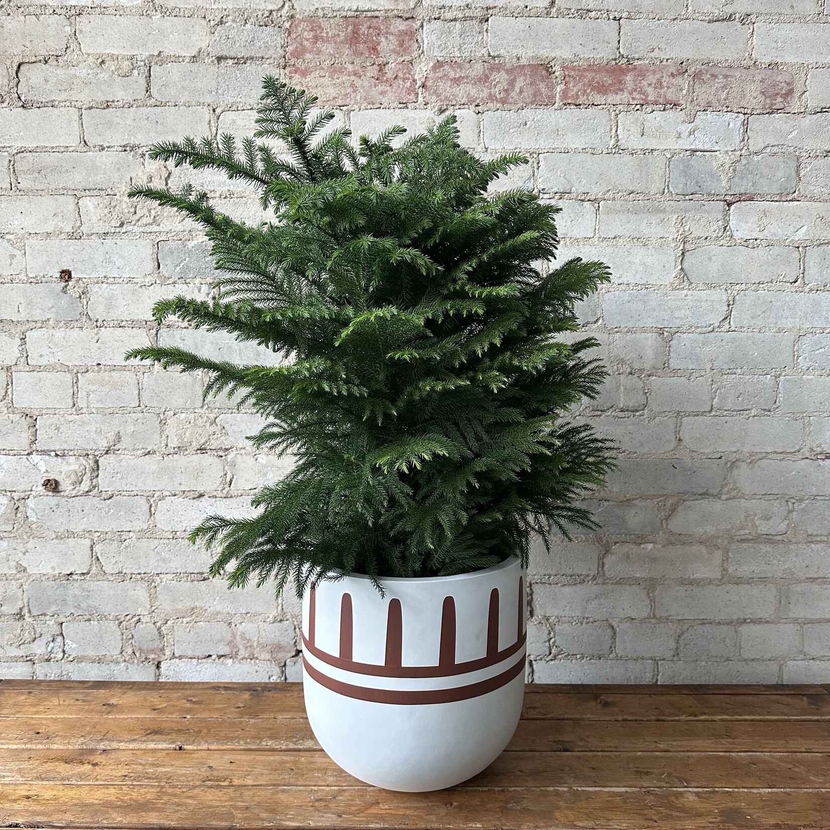 Norfolk Island Pine 10"