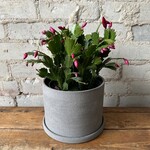 Schlumbergera 'Christmas Cactus' 6" Dark Pink