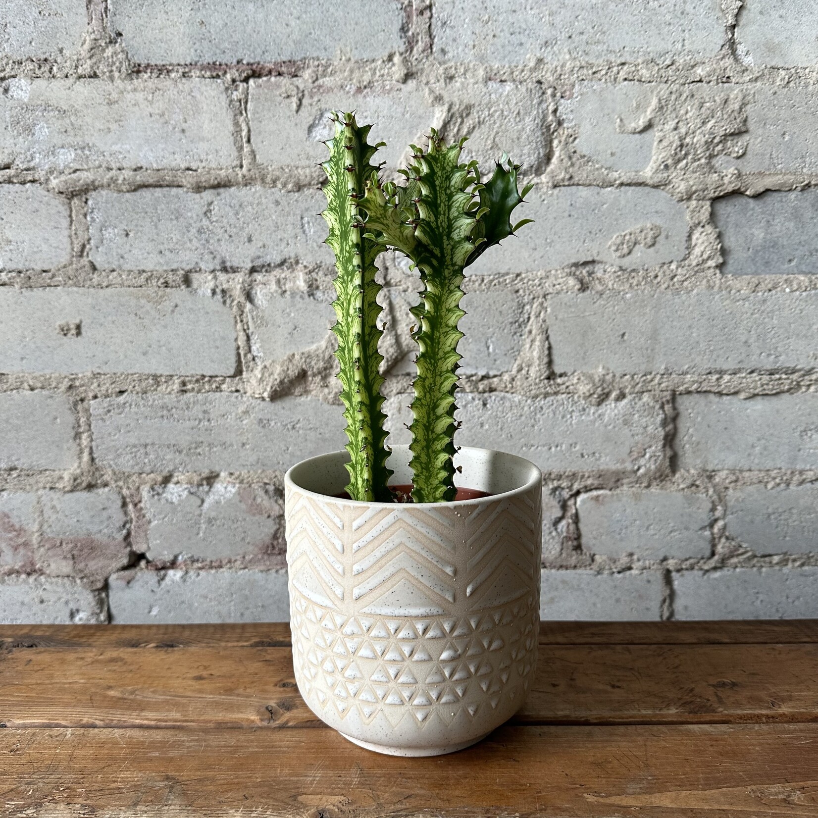 Euphorbia Trigona Variegated 5"