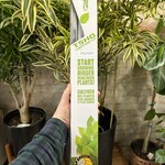 Lighting: Sunblaster Compact Fluorescent system 24"