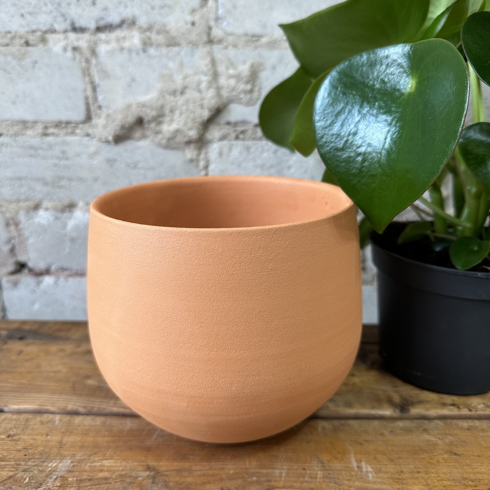 Assorted Pots Cassita Pot (fits 5")