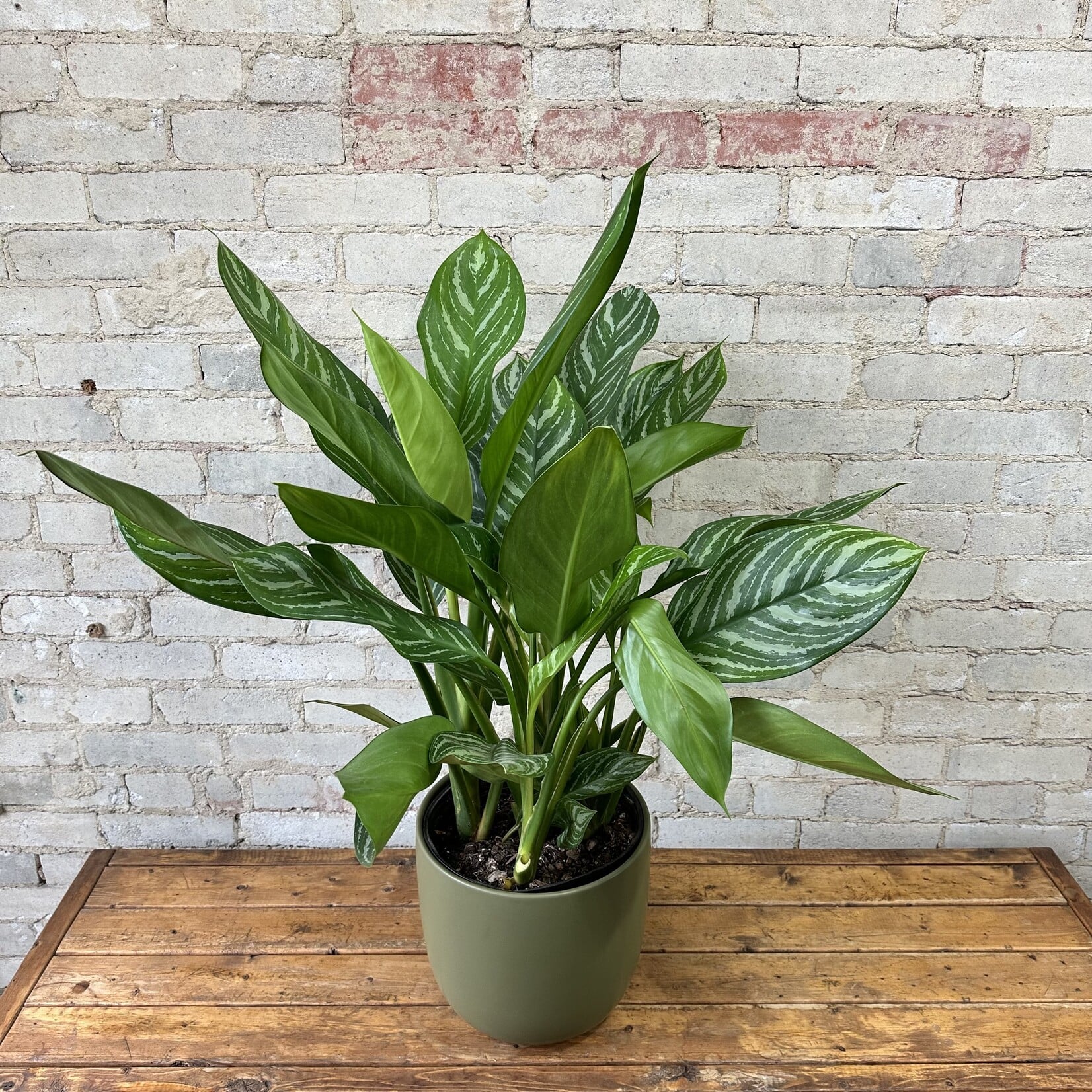 Lana Pot (fits 10") Olive
