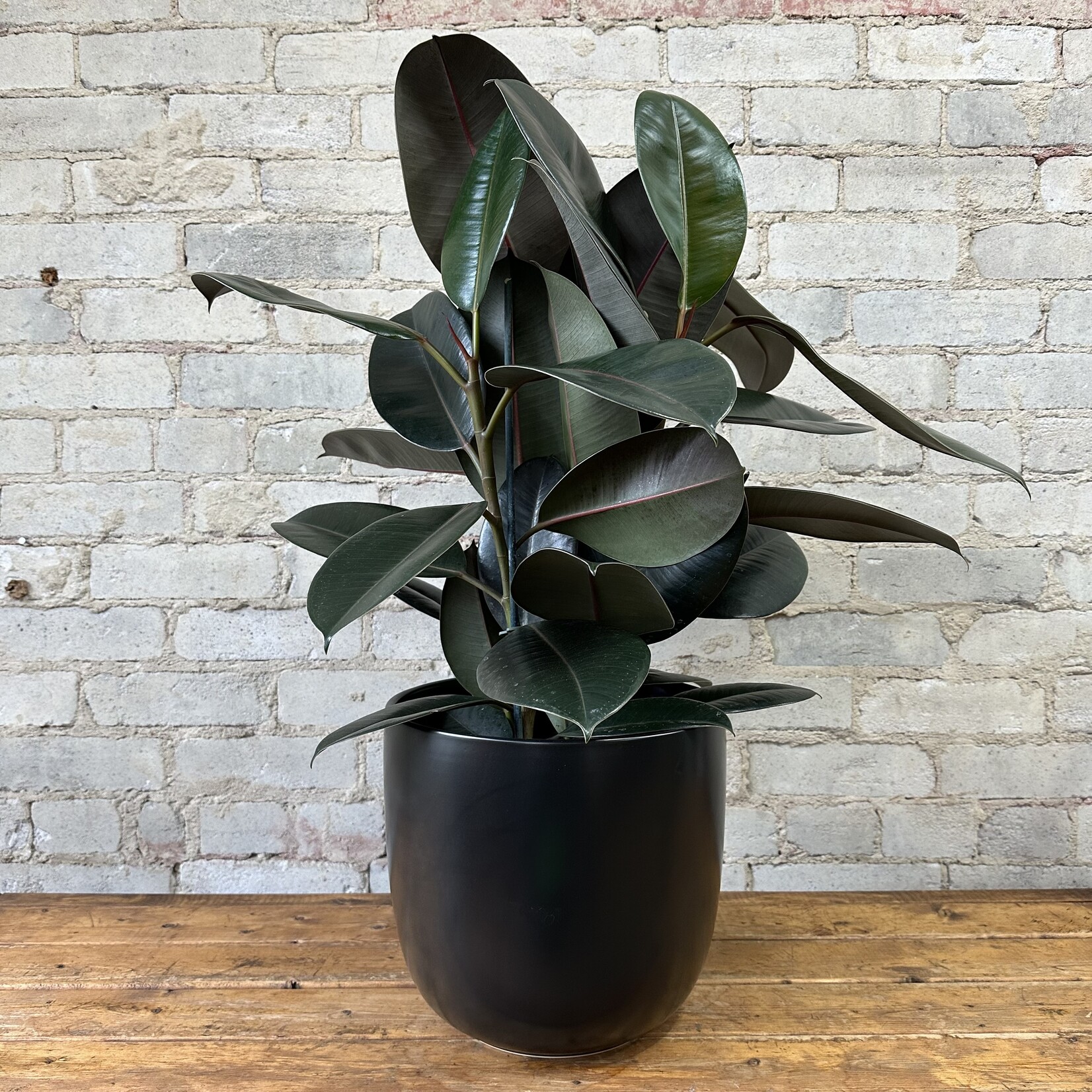 Assorted Pots Lana Pot (fits 10") Black