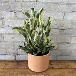 Assorted Pots Atlas Pot (Fits 6") Peach