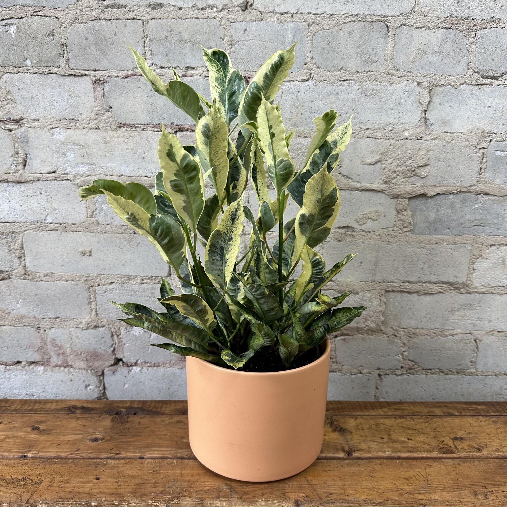 Assorted Pots Atlas Pot (Fits 6") Peach
