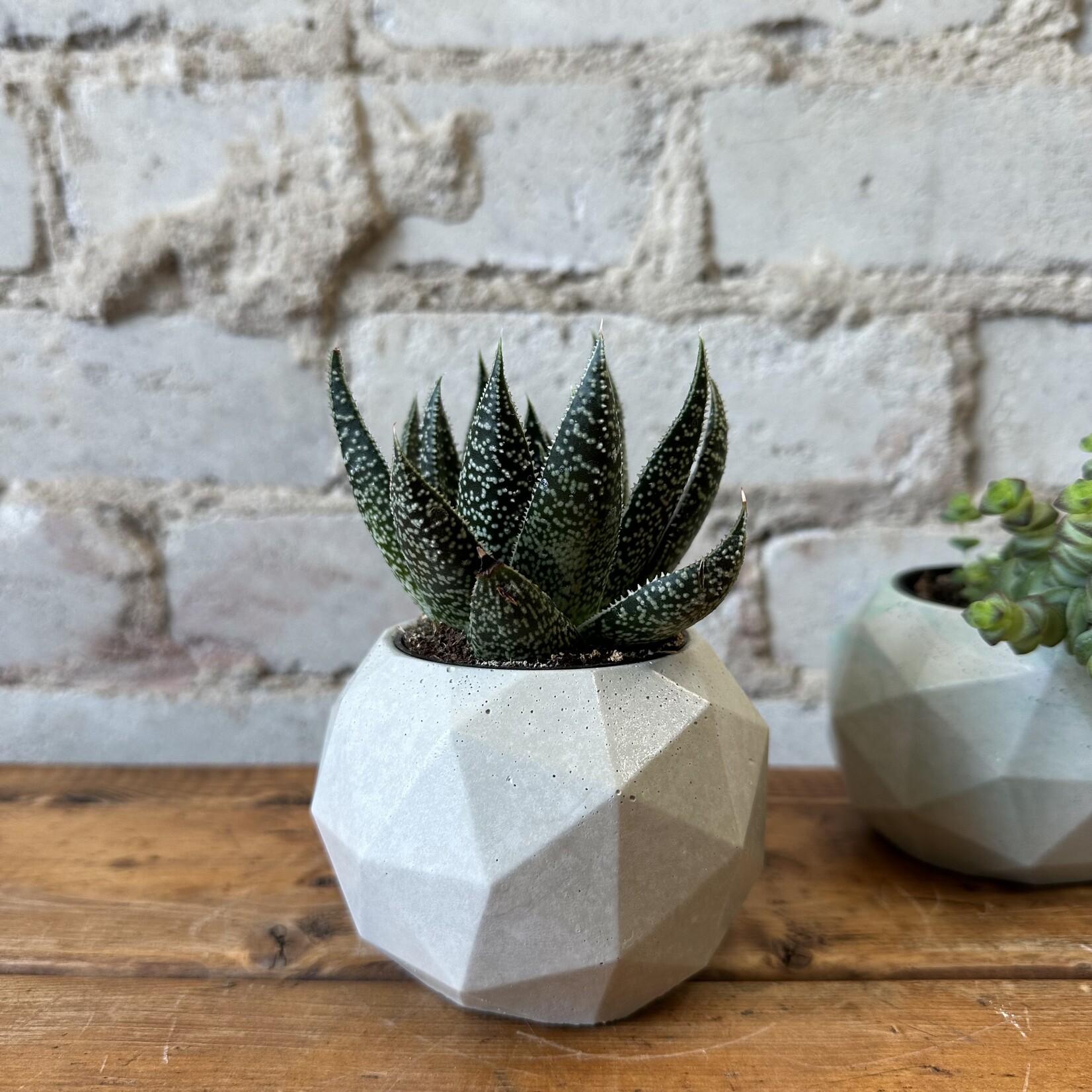 Homebody Collective Homebody Collective: Geo Planter (fits 2.5") Light Grey