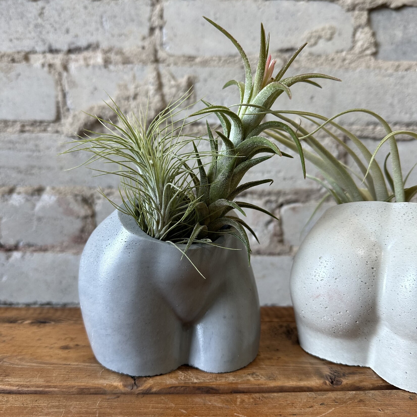 Homebody Collective: Body Planter (Charcoal)