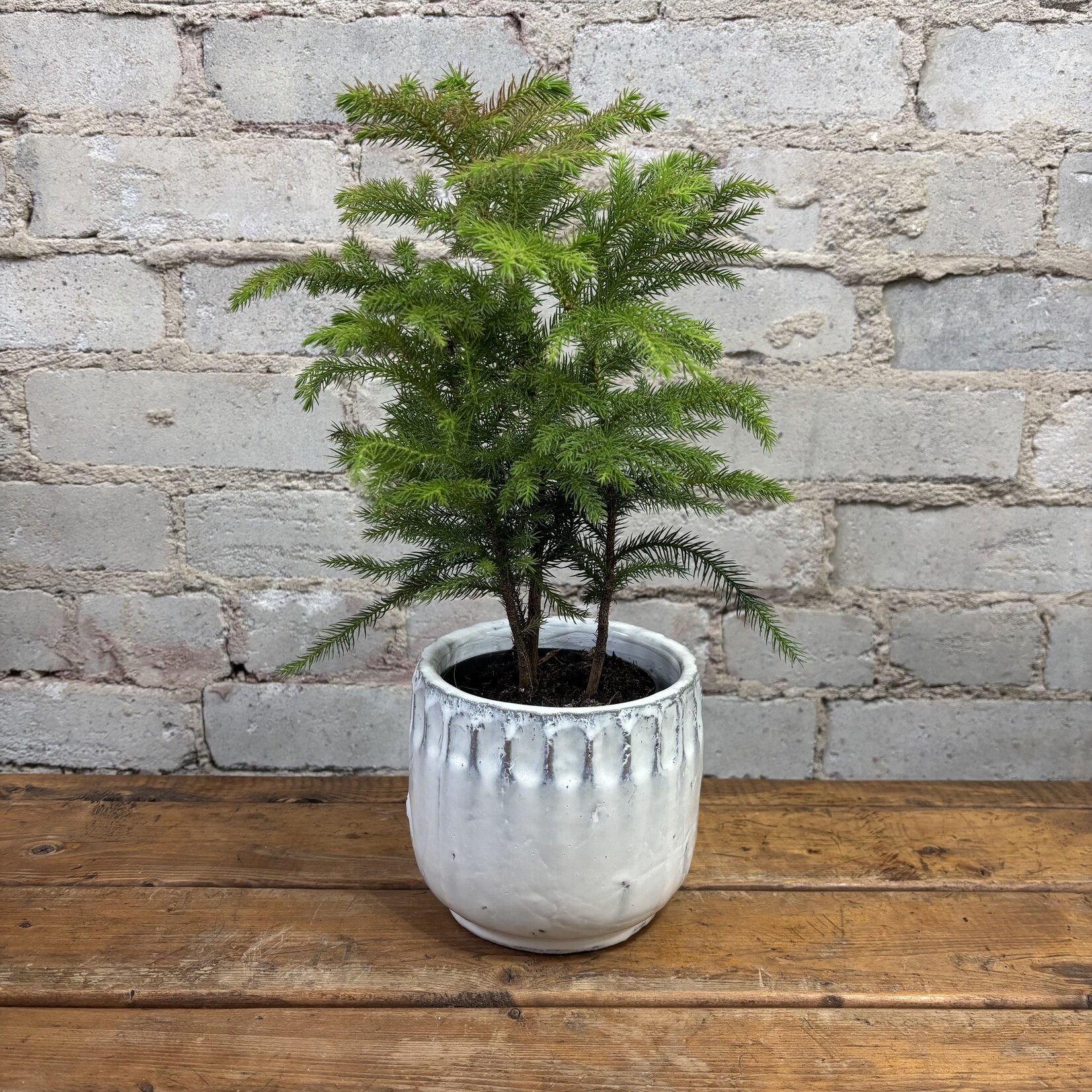 Norfolk Island Pine 4"