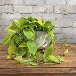 Philodendron Cordatum Lemon Lime 6"