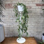 Cebu Blue Pothos 8" HB