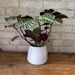 Seersucker Plant (Geogenanthus Poeppigii) 4"