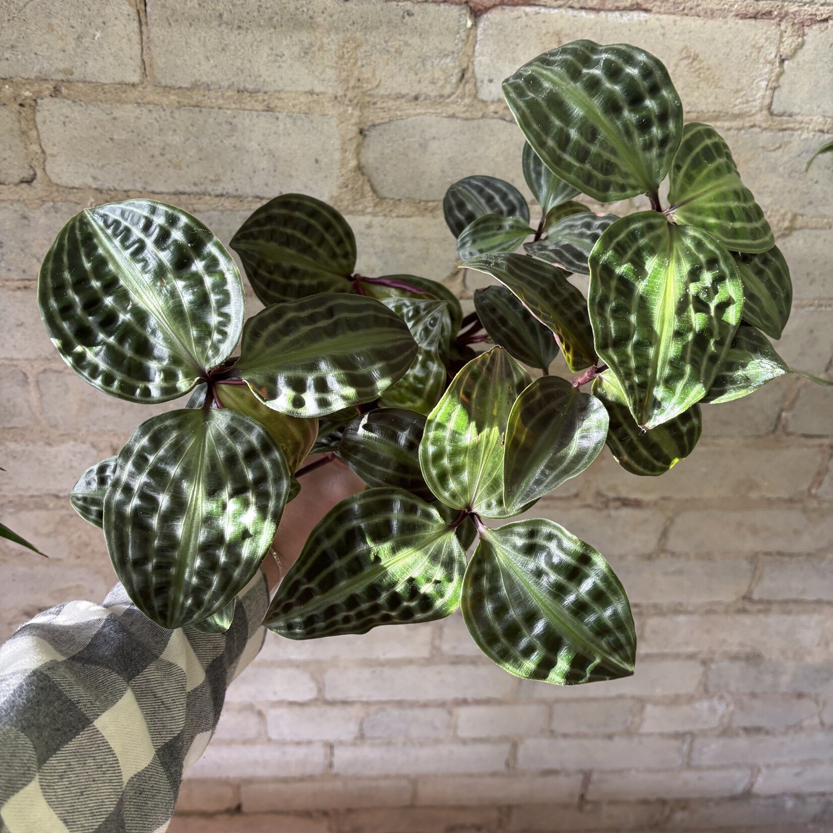 Seersucker Plant (Geogenanthus Poeppigii) 4"