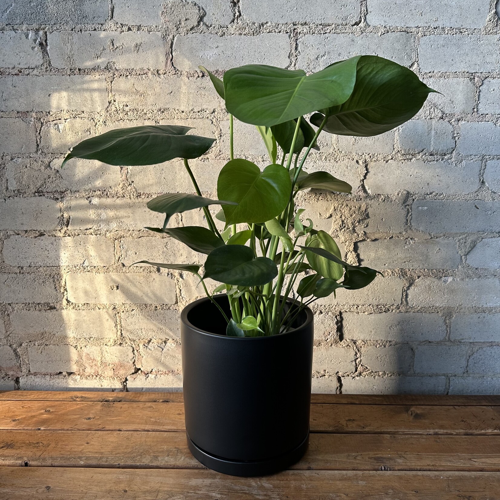 Momma Pots - Black 8.25"