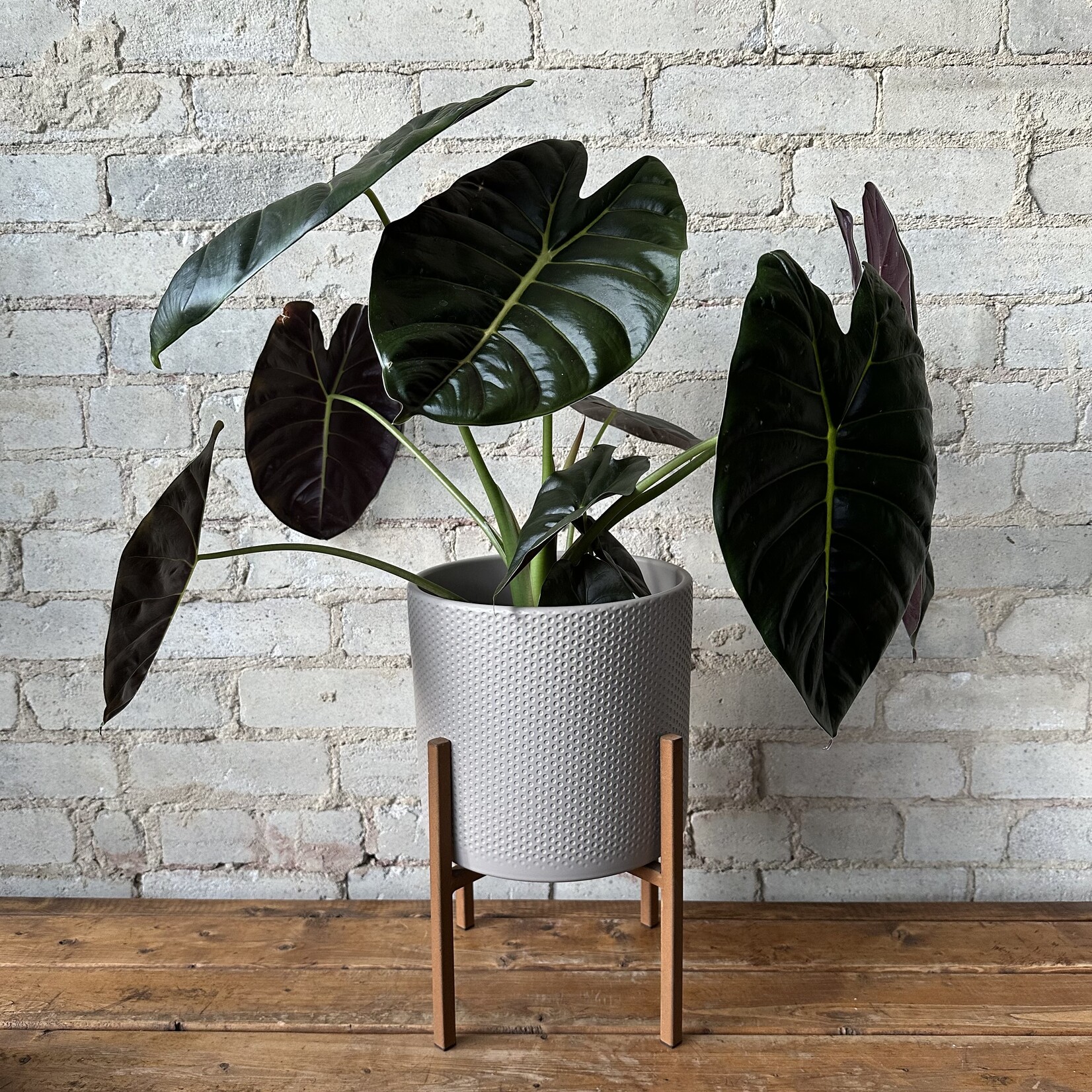 ASCOT Metal Stand - Rust Short