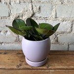 Momma BOLLE 4” - Lavender