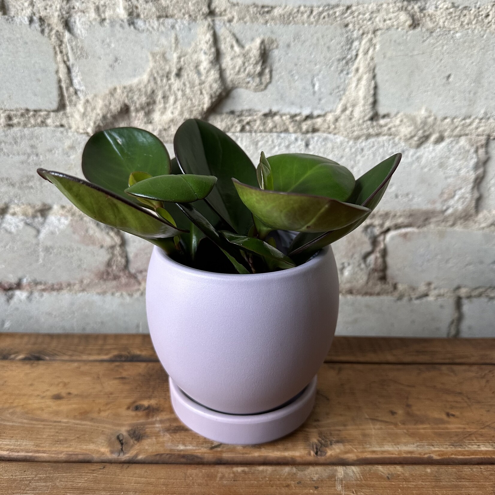 Momma BOLLE 4” - Lavender