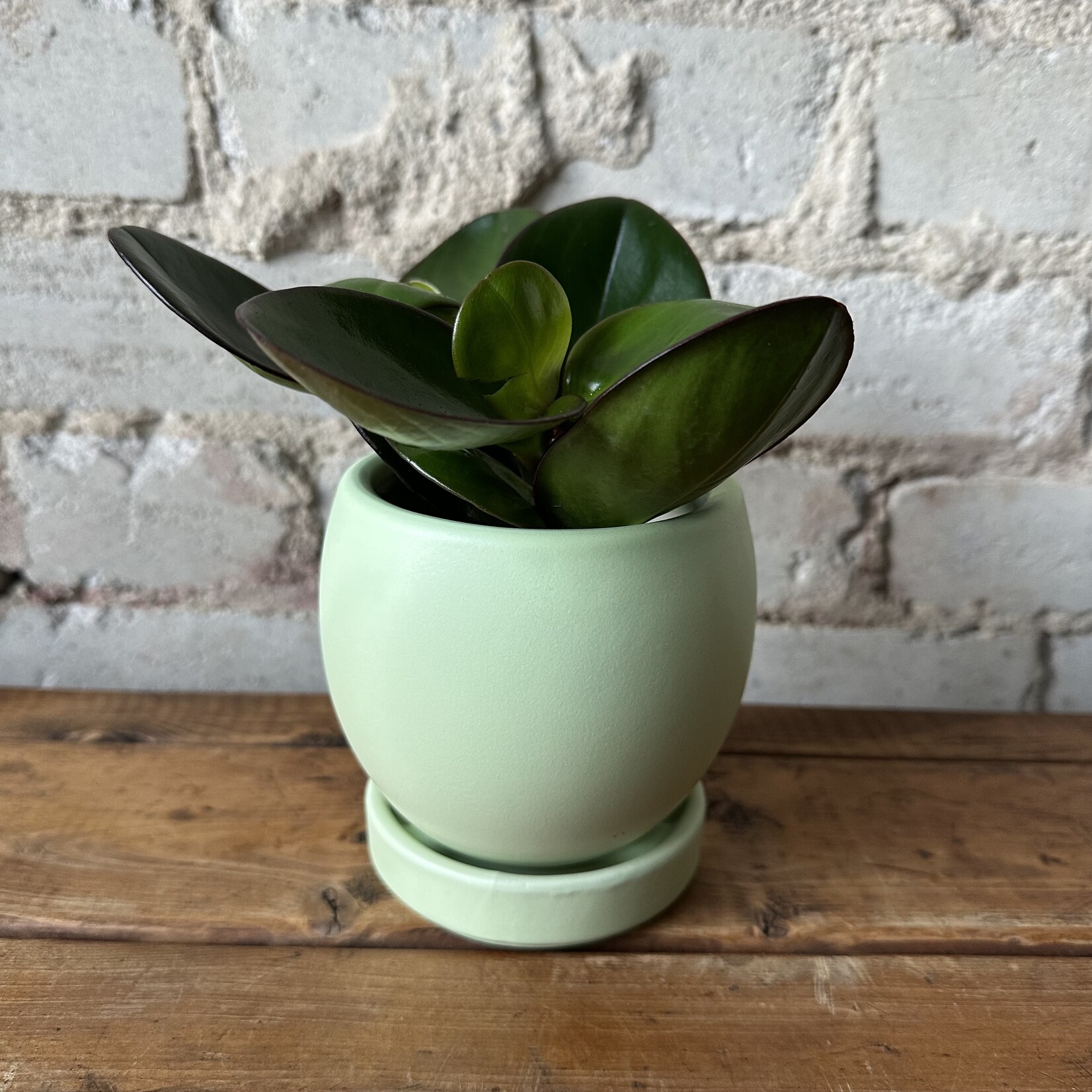 Momma BOLLE 4” - Sage