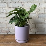 Momma Pots - Lavender 6.5"