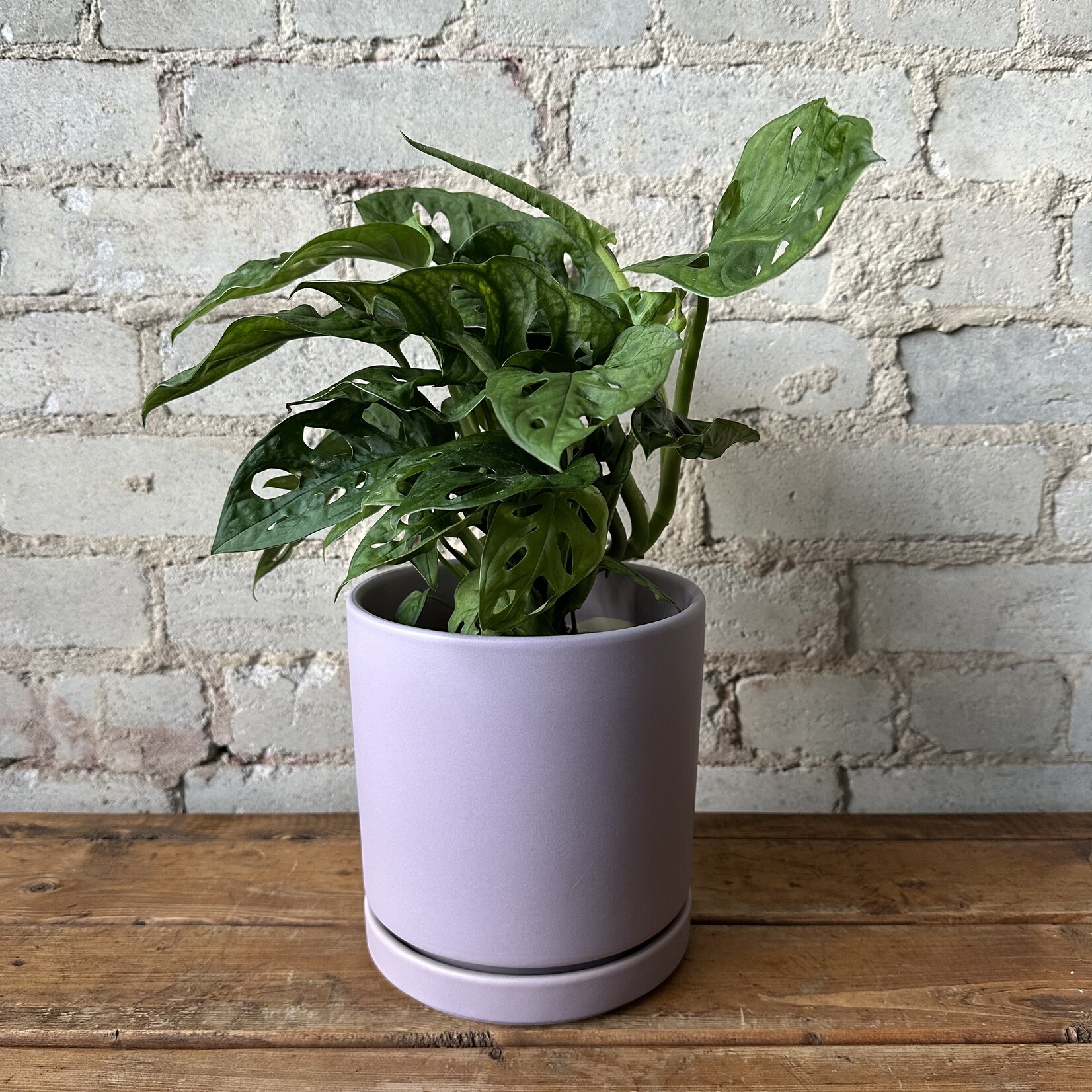 Momma Pots - Lavender 6.5"