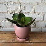 Momma BOLLE 4” - Dusty Rose