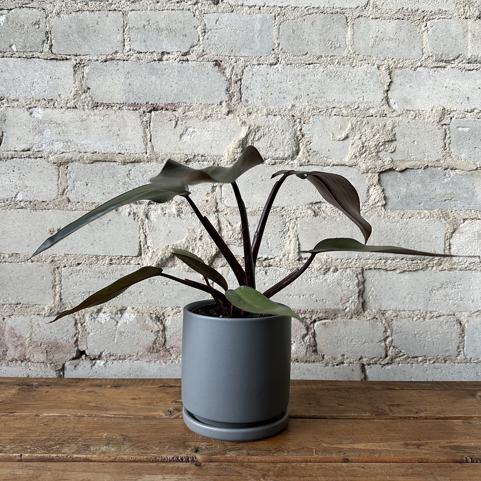 Momma Pots - Granite 4.5"
