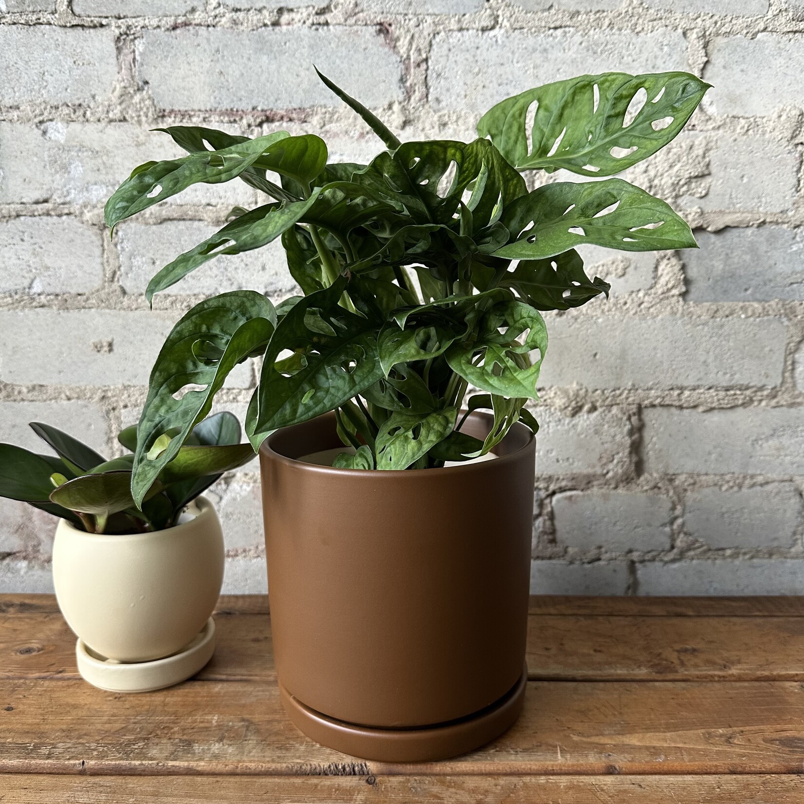 Momma Pots - Chocolate 6.5"