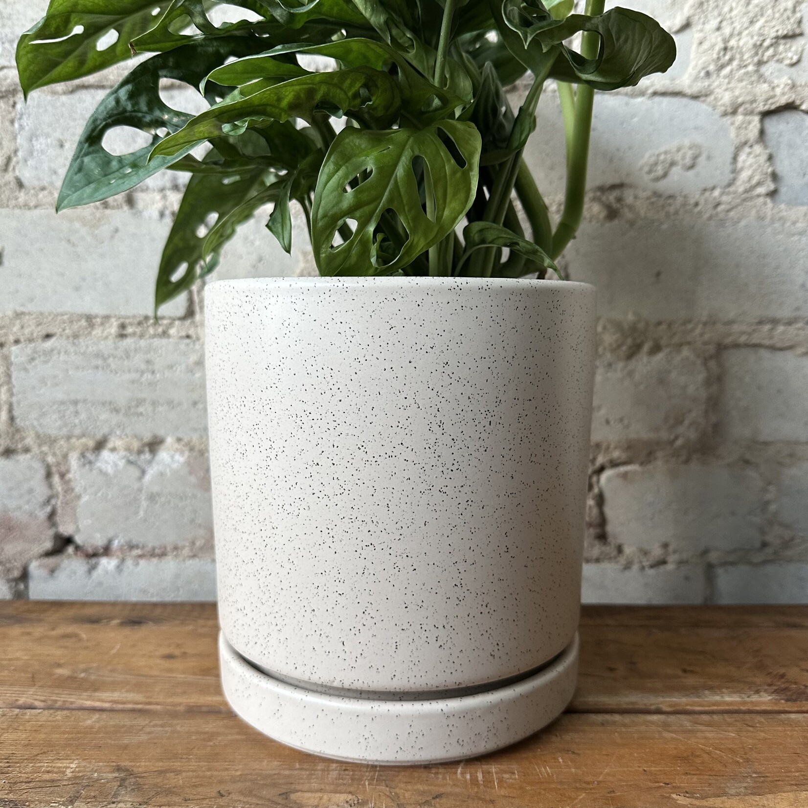 Momma Pots - Sesame 6.5"