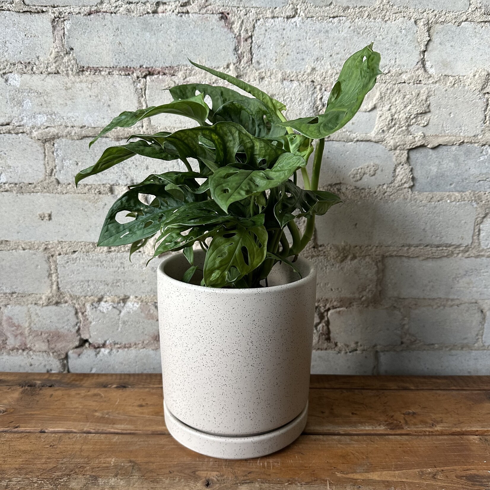 Momma Pots - Sesame 6.5"