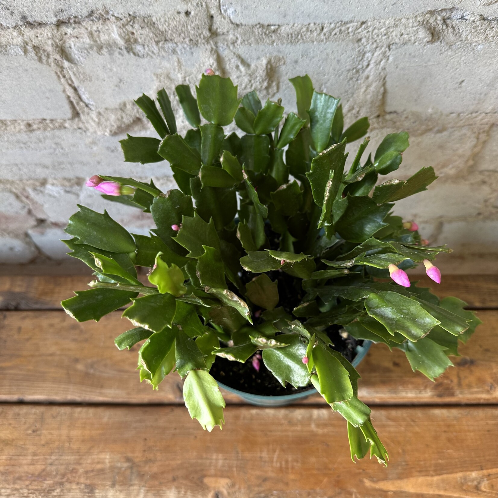 Schlumbergera 'Christmas Cactus' 6" Light Pink