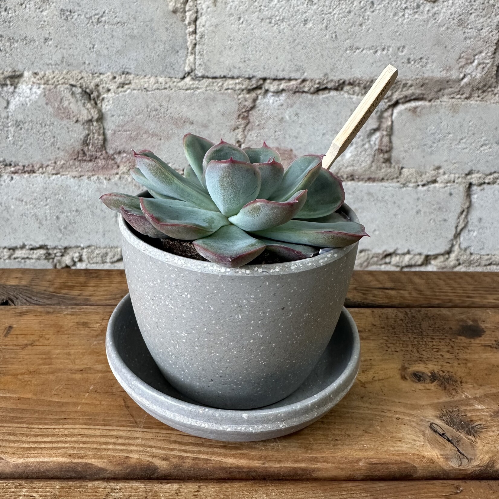 Kanso Mini Pot with saucer (fits 2.5") Grey