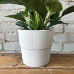 Assorted Pots Checkerboard Pot Cream (fits 4.5”)